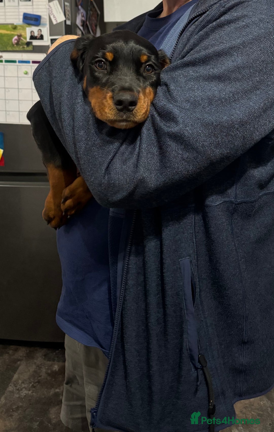 Mixed Breed dogs for sale: Rottie/ bloodhound mix - Image 1