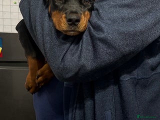 Mixed Breed dogs - Advert 15