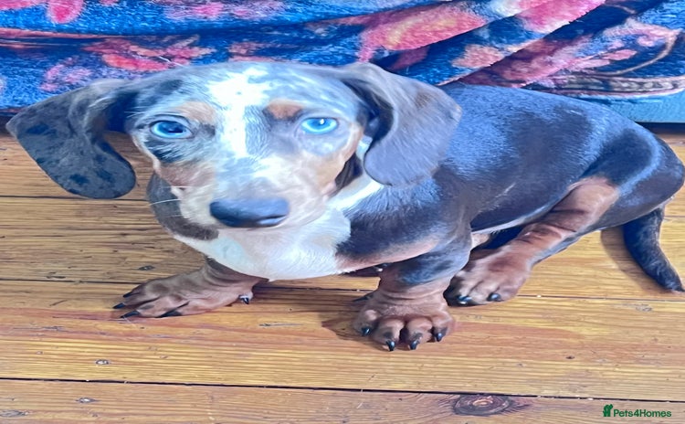 Dachshund dogs - Advert 4
