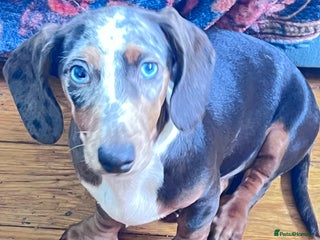Dachshund dogs - Advert 9
