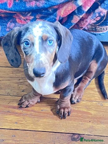 Dachshund dogs - Advert 1