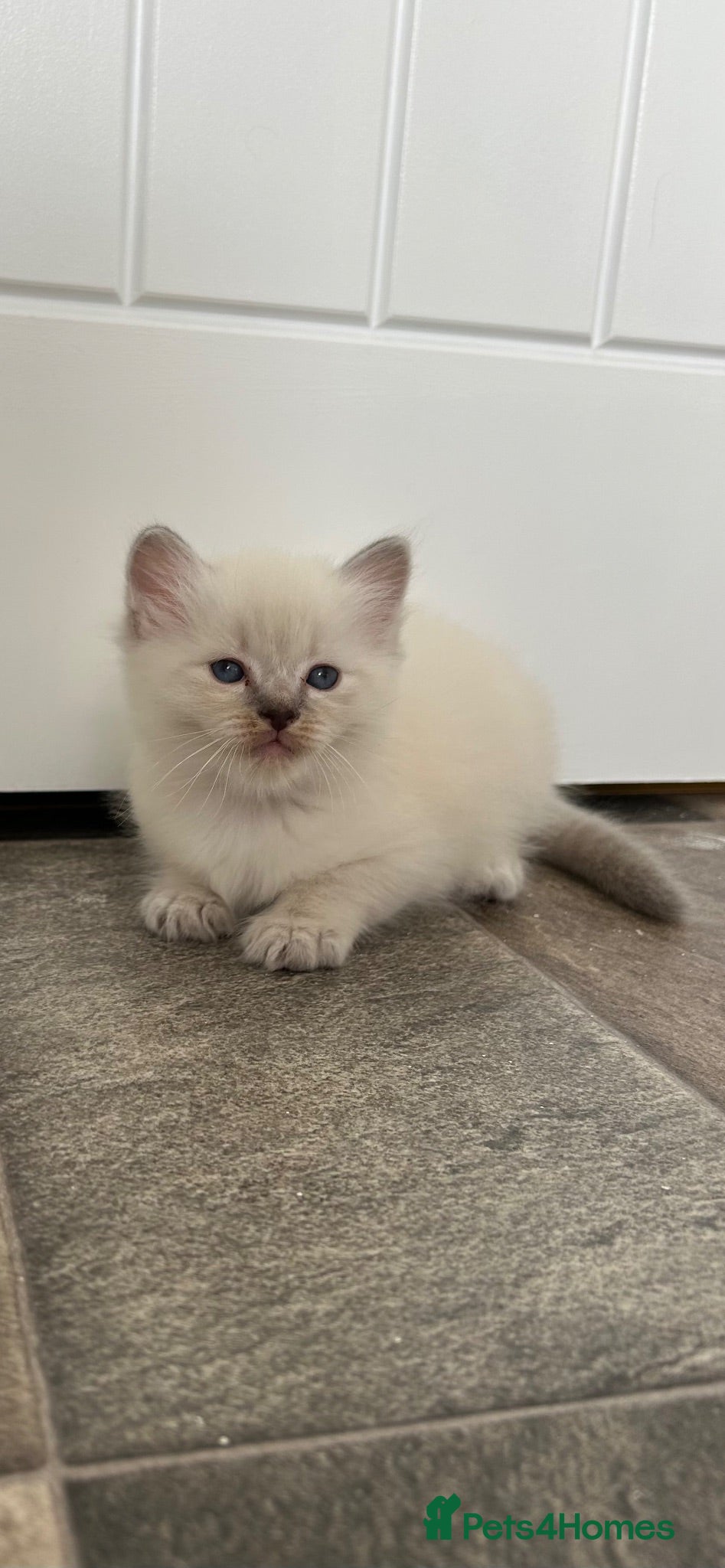 Ragdoll cats Blue eyed ragdoll male  - Advert 2