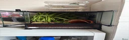 Gecko reptiles for sale: Crested gecko baby with bio active tank  - Advert 2