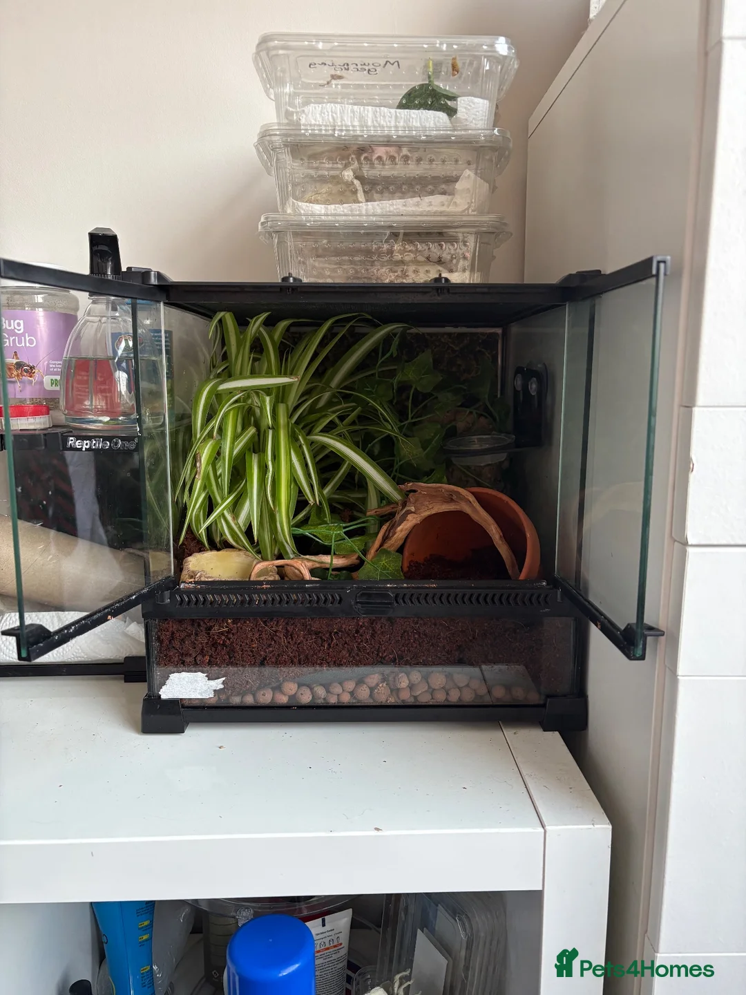 Gecko reptiles for sale: Crested gecko baby with bio active tank  - Advert 2