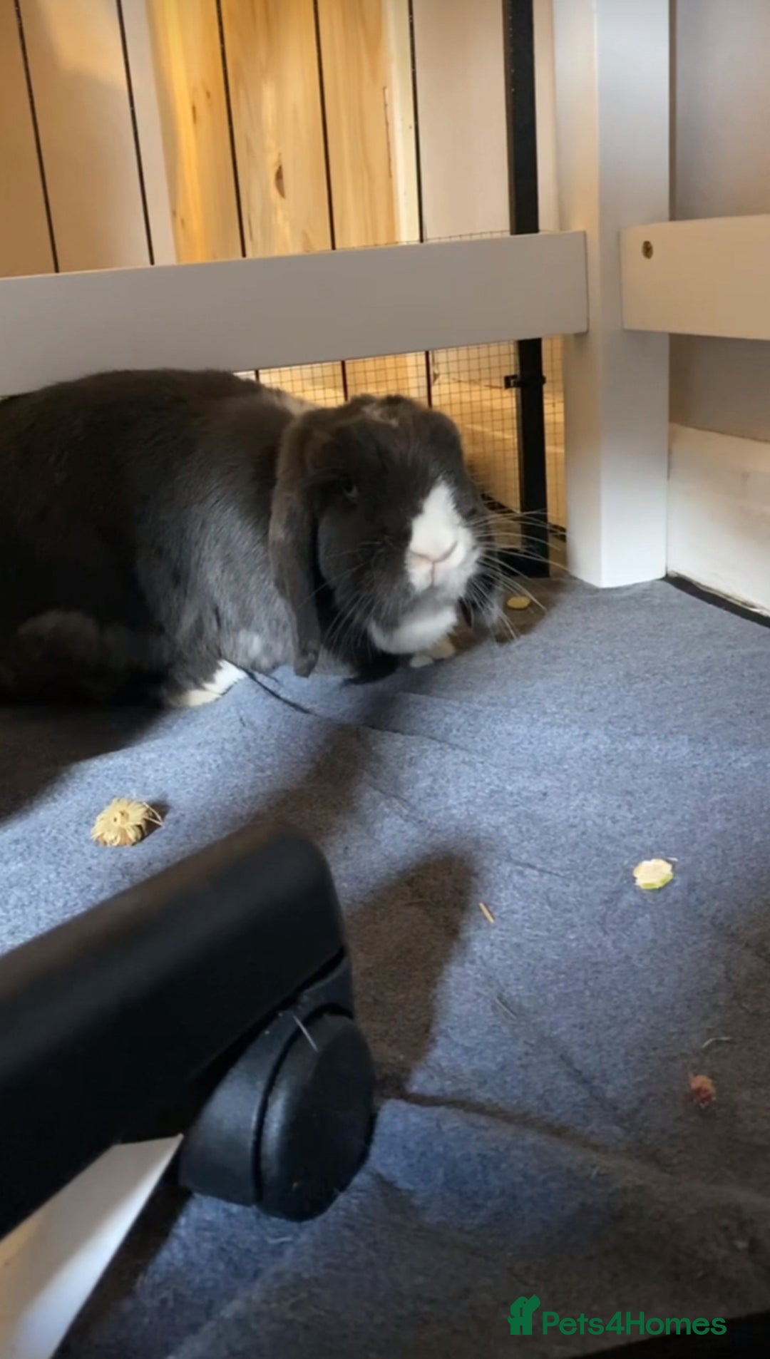 Mini Lop rabbits for sale: Mini lop for sale! - Image 3