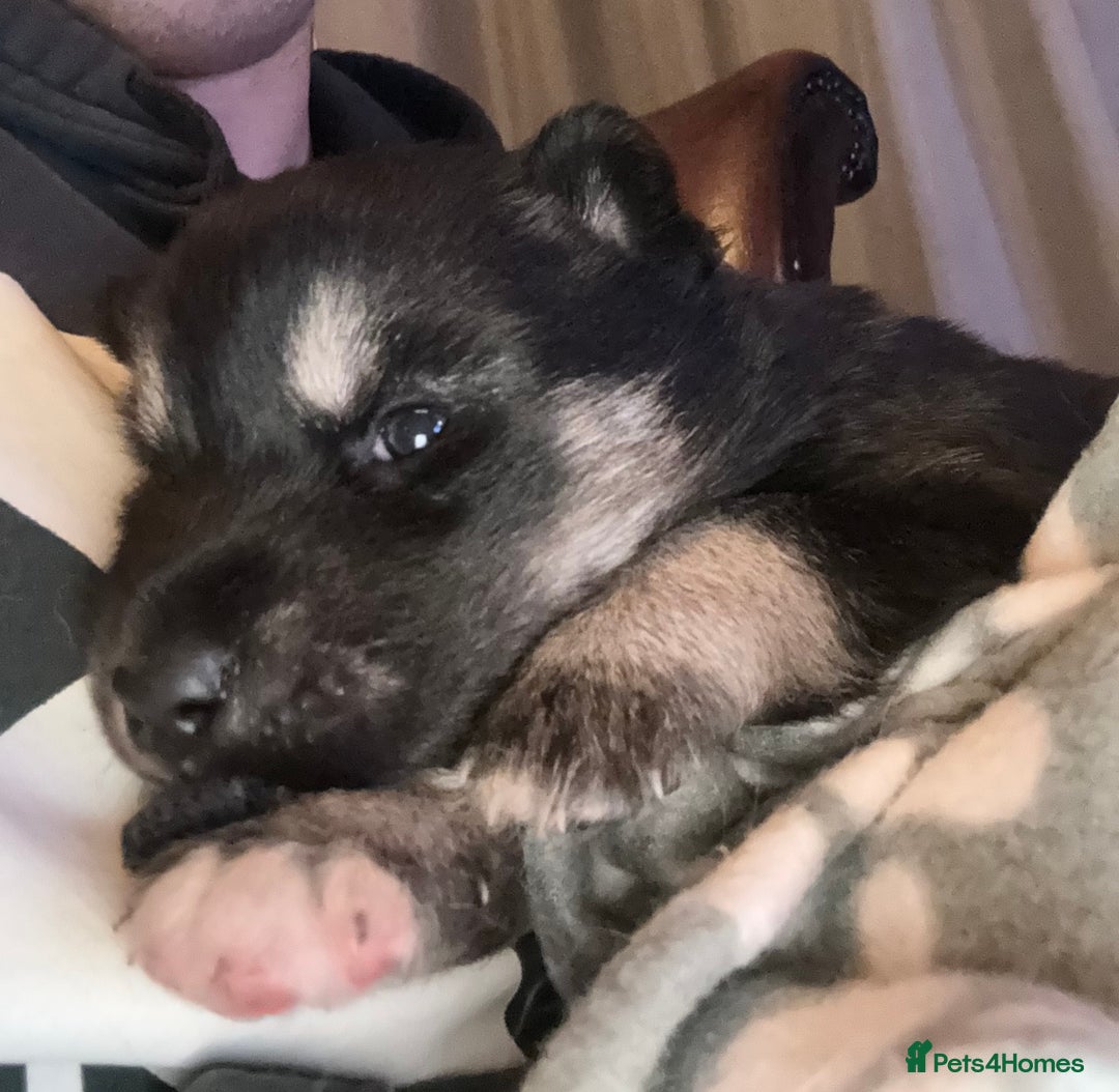 Siberian Husky dogs for sale: Siberian Husky puppies 3 girls 1 boy - Advert 2