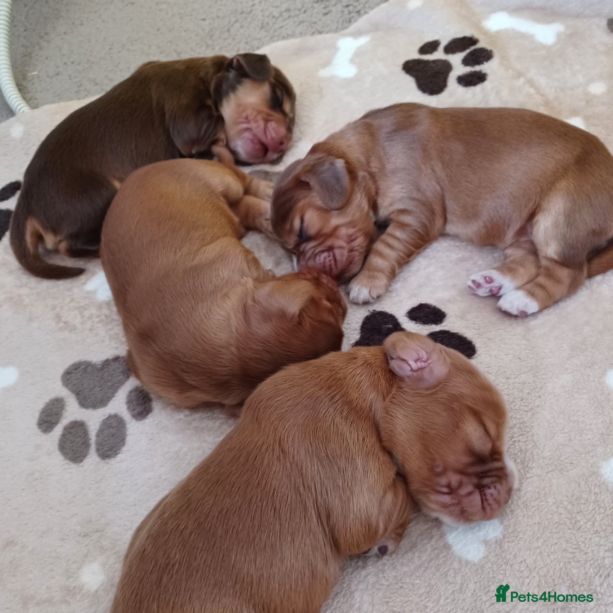Cocker Spaniel dogs 🌟 OUTSTANDING KC SHOW COCKER SPANIELS 🌟 - Advert 1
