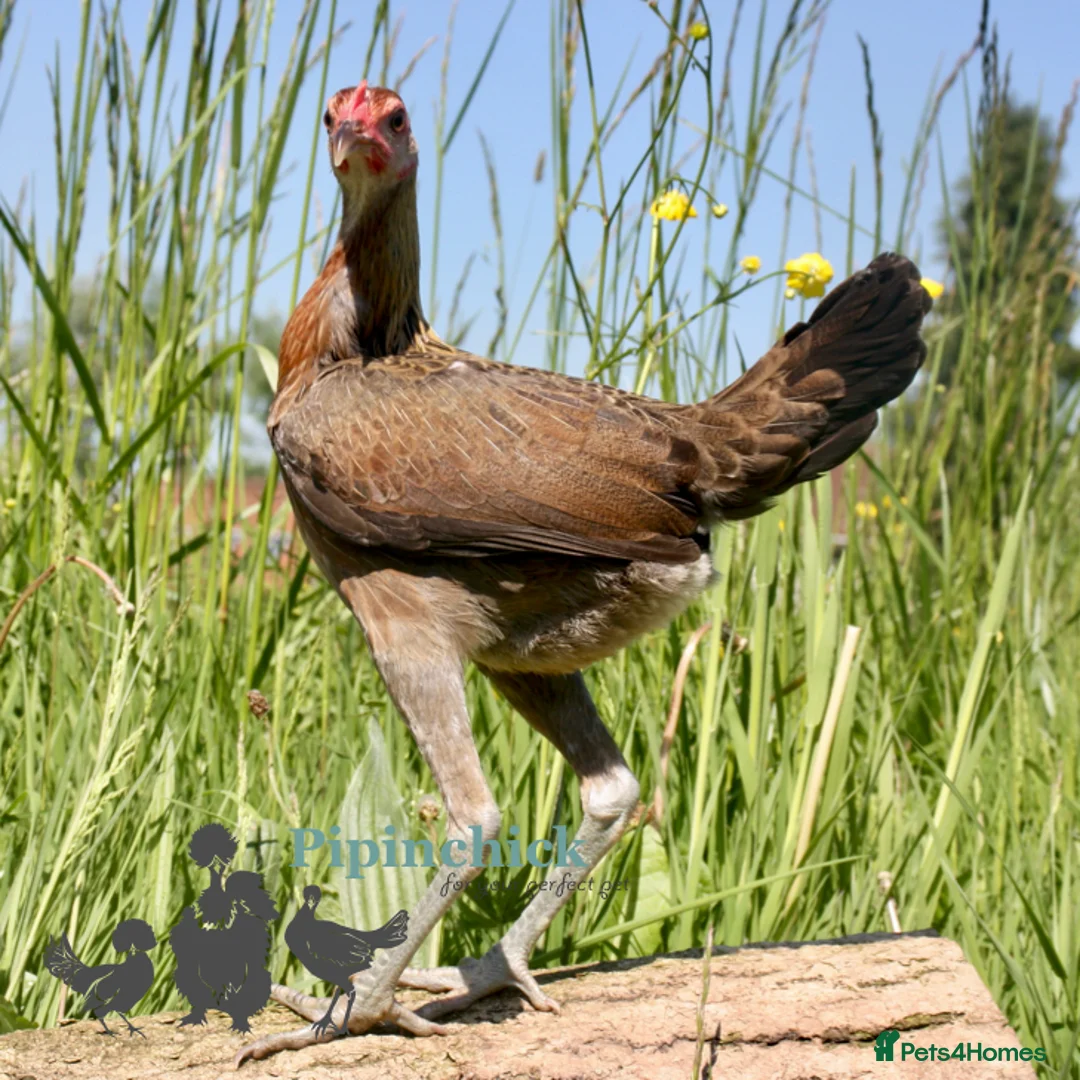 Chickens poultry for sale: Chickens For Sale, Various Breeds - Advert 7