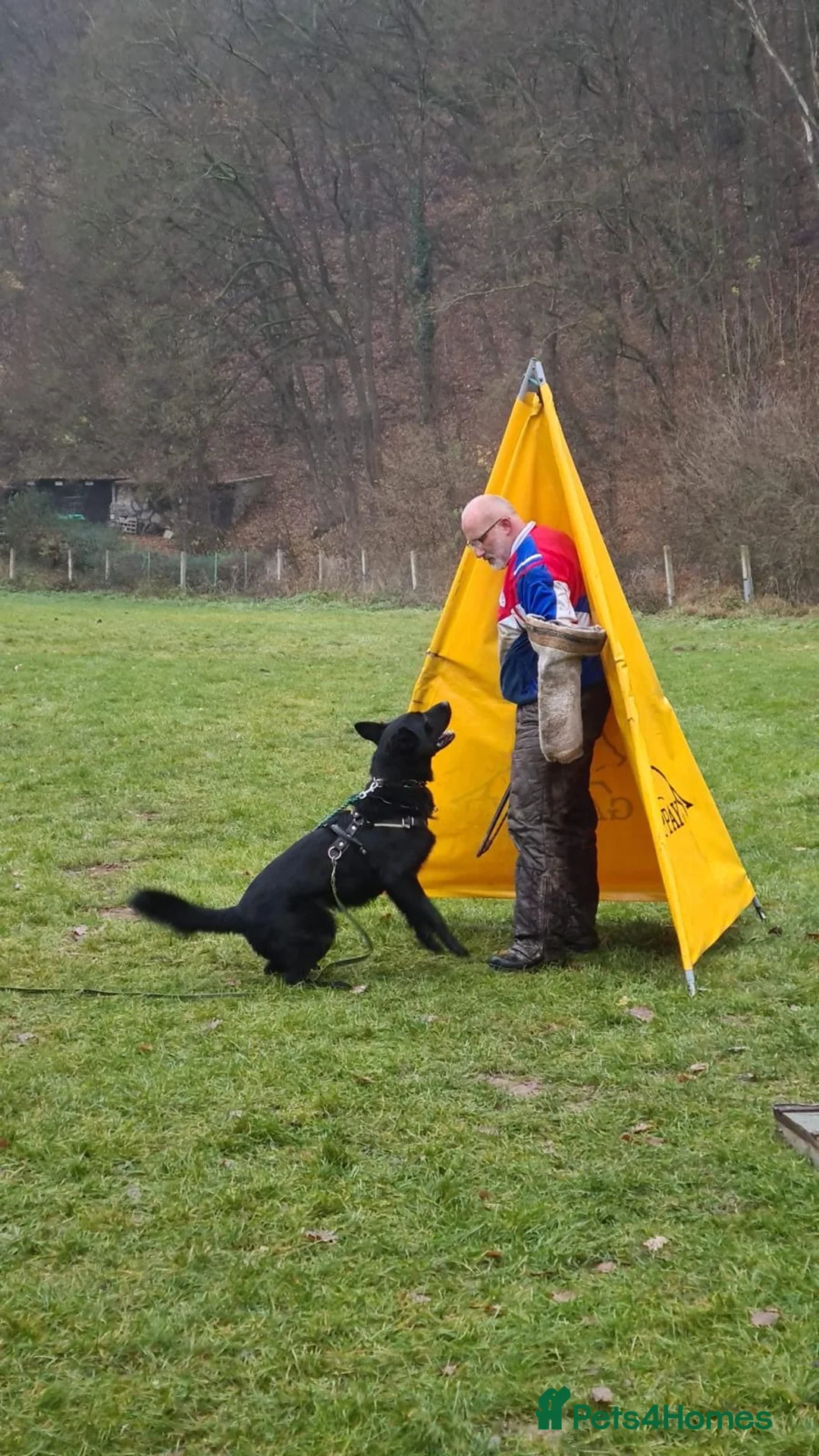 German Shepherd dogs for sale: Exceptional KC Reg Czech Working Line GSD Puppies - Advert 10
