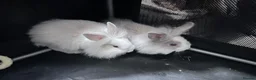 Lionhead rabbits for sale: Mixed lot of double main Lionhead bunnies 😍 - Advert 6