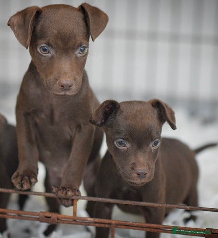 Patterdale Terrier dogs - Advert 1