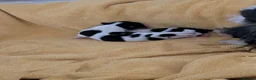 Biewer Terrier dogs for sale: Biewer terrier puppies x 2 boys in Barnet - Advert 7