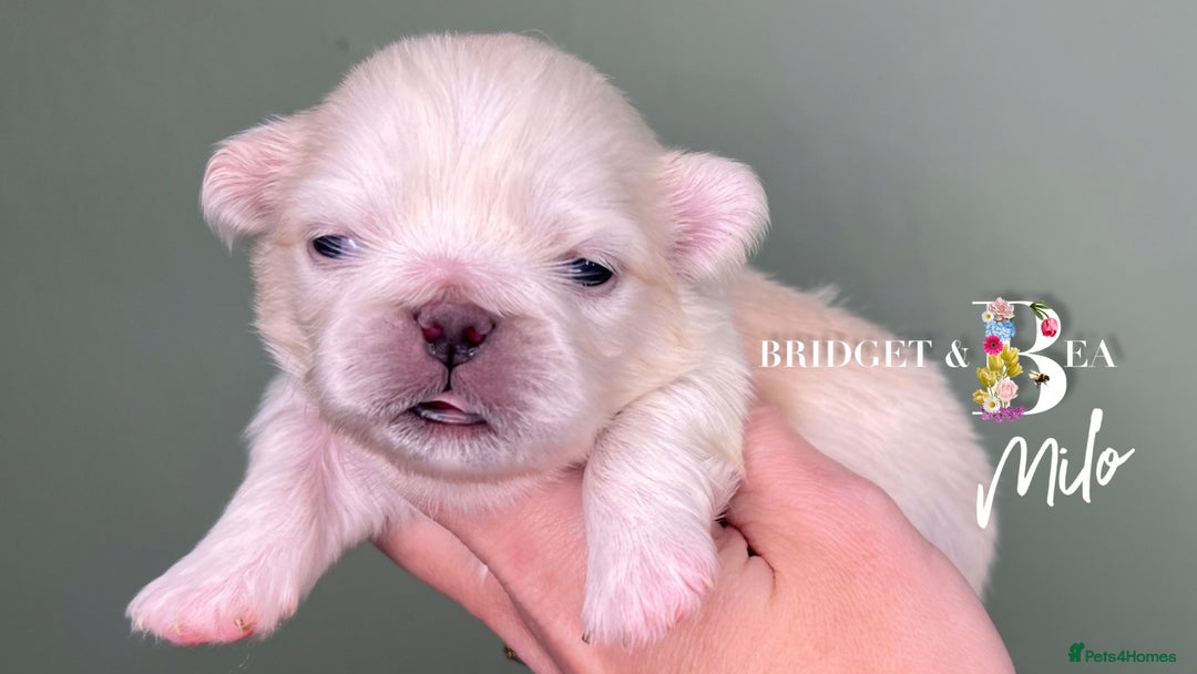 Pekingese dogs for sale: 🩷QUALITY BOYS & GIRLS🩵 - Advert 23