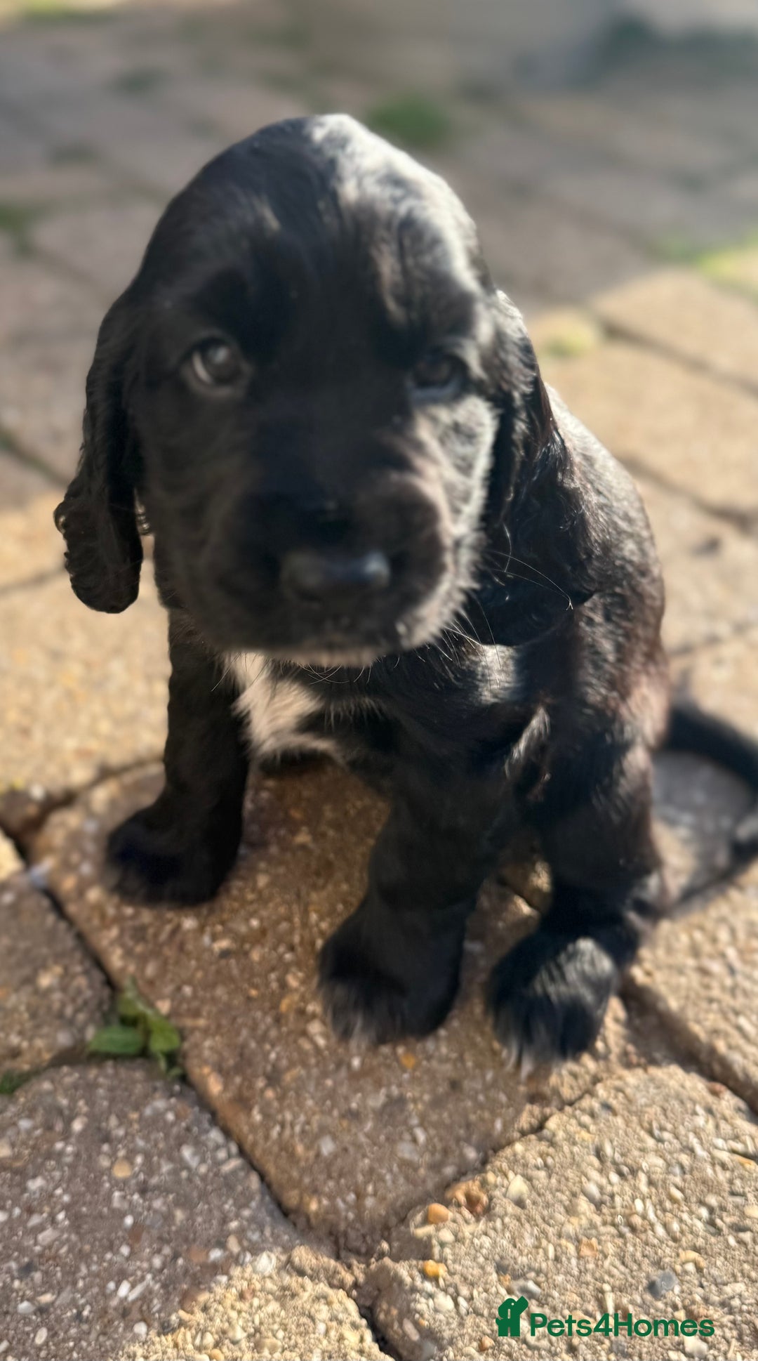 Cockerdor dogs for sale: Cockerdor puppies ready 10th October.  - Image 17