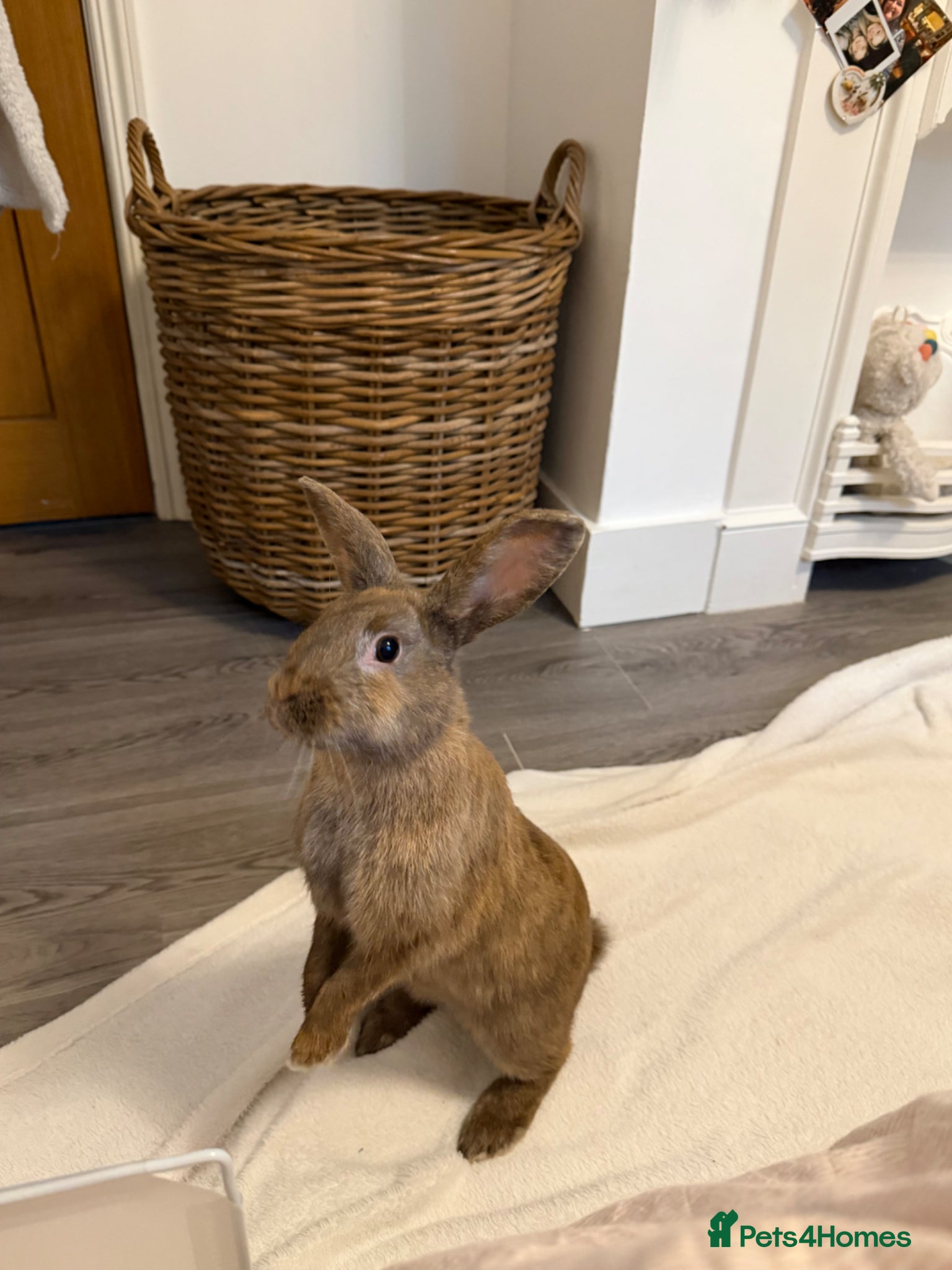 Mixed Breed rabbits for sale: Coco Looking for a Loving New Home - Advert 1