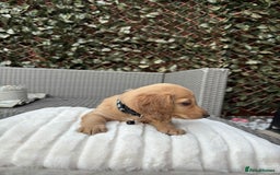 Miniature Dachshund dogs for sale: Long hair cream mini dachshund puppies 30th july in Liverpool - Image 35