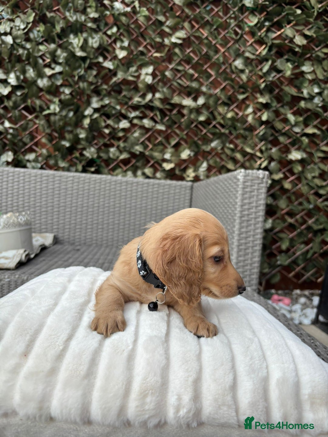 Miniature Dachshund dogs for sale: Long hair cream mini dachshund puppies 30th july in Liverpool - Image 35