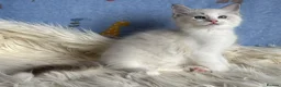 Ragdoll cats for sale: 🐾 Beautiful Ragdoll Kittens for Sale 🐾 - Advert 5