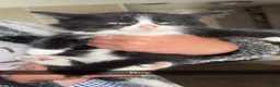 Mixed Breed cats for sale: 6 kittens available  - Advert 5