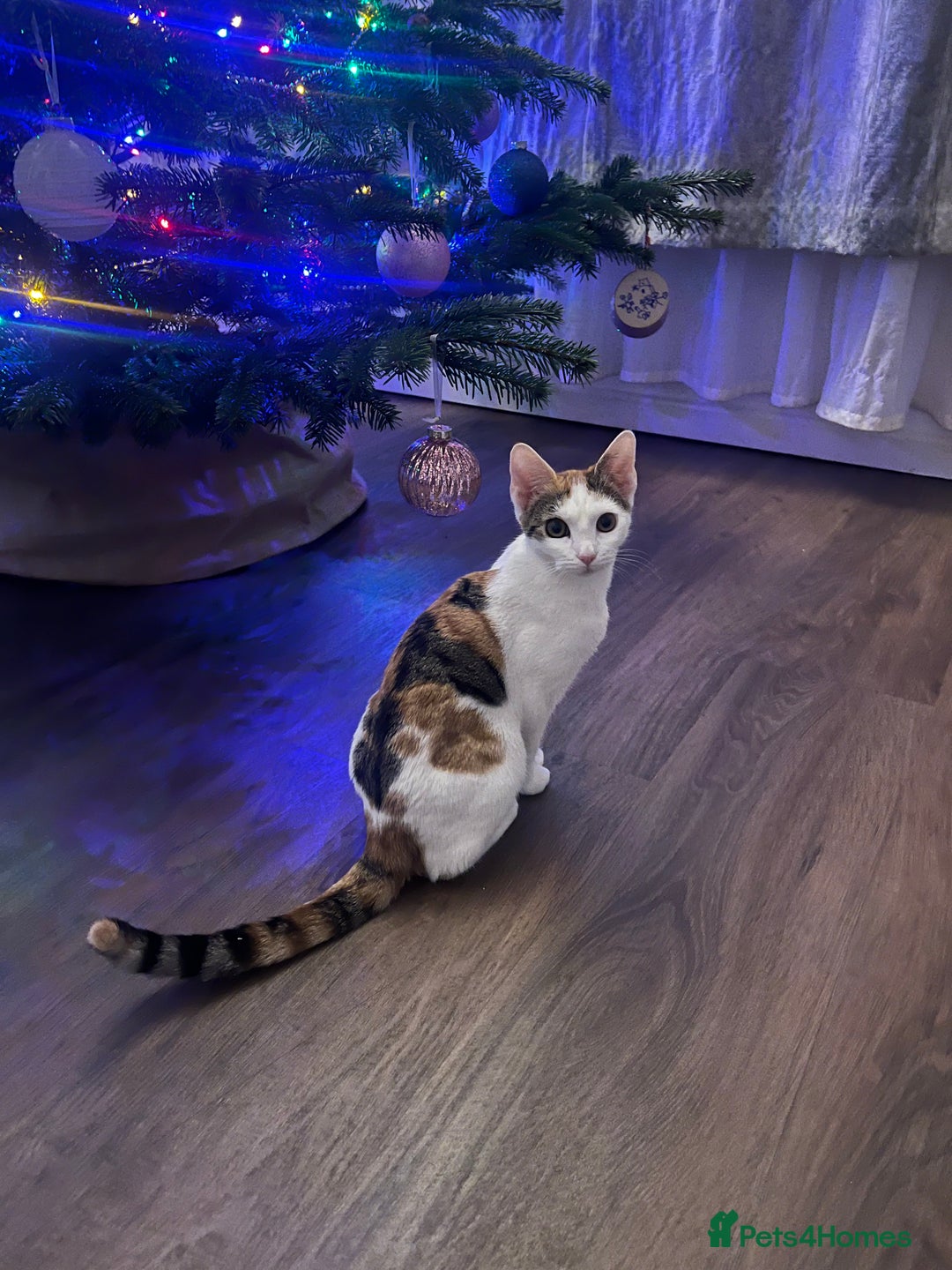 Mixed Breed cats for sale: Cute mixed Bengal kittens  - Advert 1