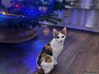 Mixed Breed cats Cute mixed Bengal kittens - Advert 8