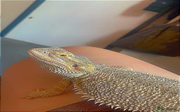 Bearded Dragon reptiles for sale: Bearded dragon  - Image 16