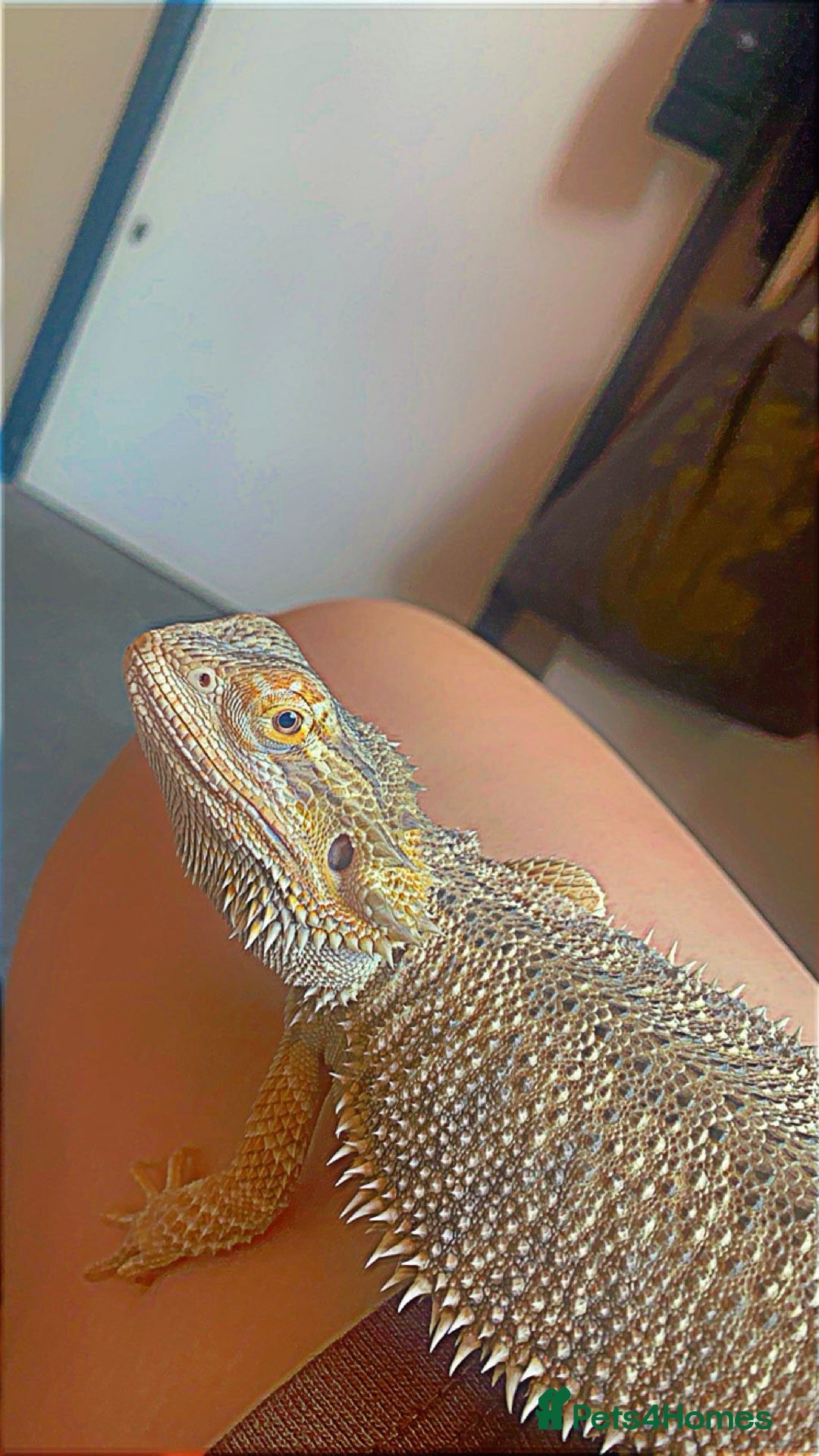 Bearded Dragon reptiles for sale: Bearded dragon  - Image 16