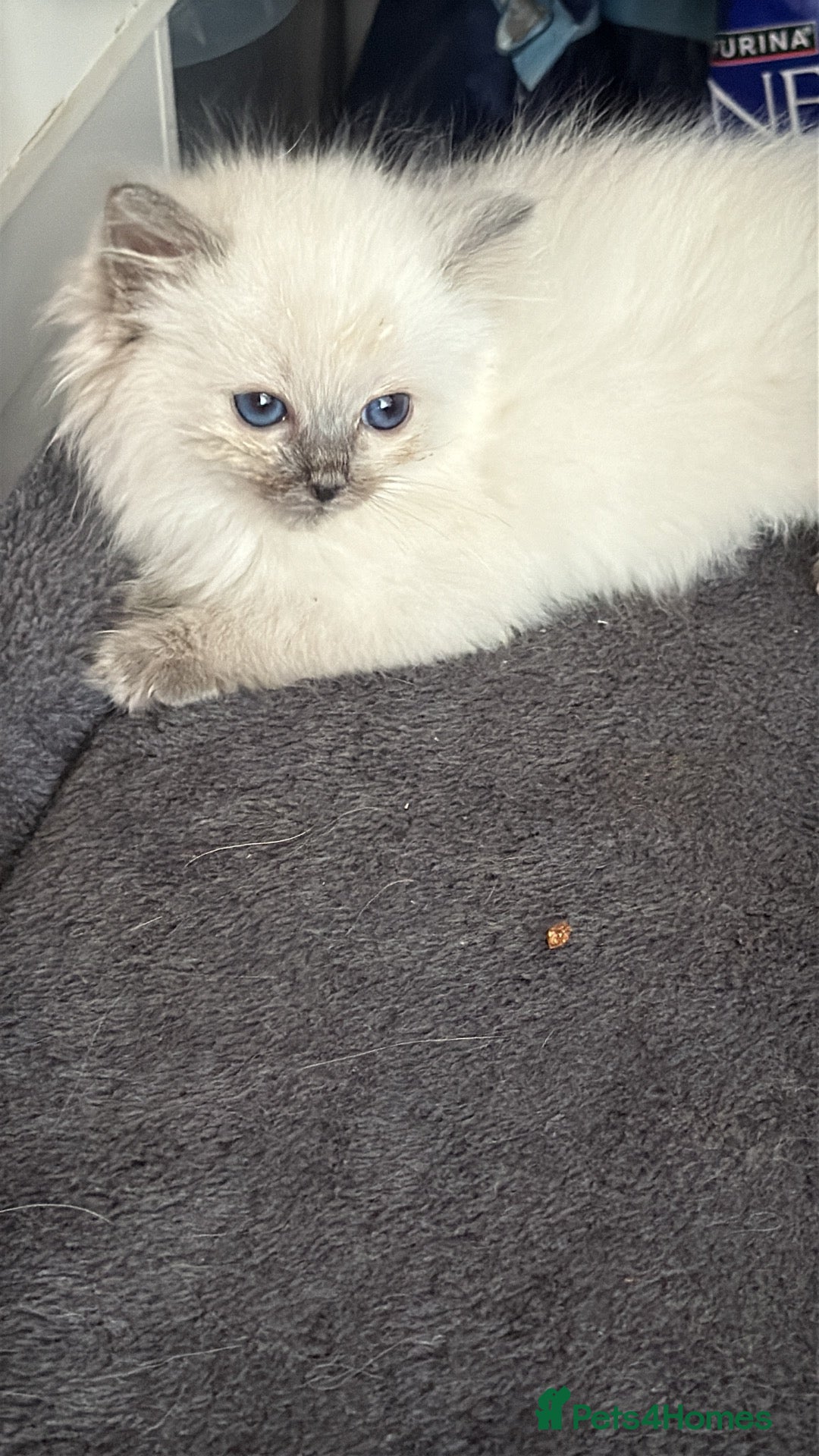Ragdoll cats Sweet little blue point kitten - Advert 8