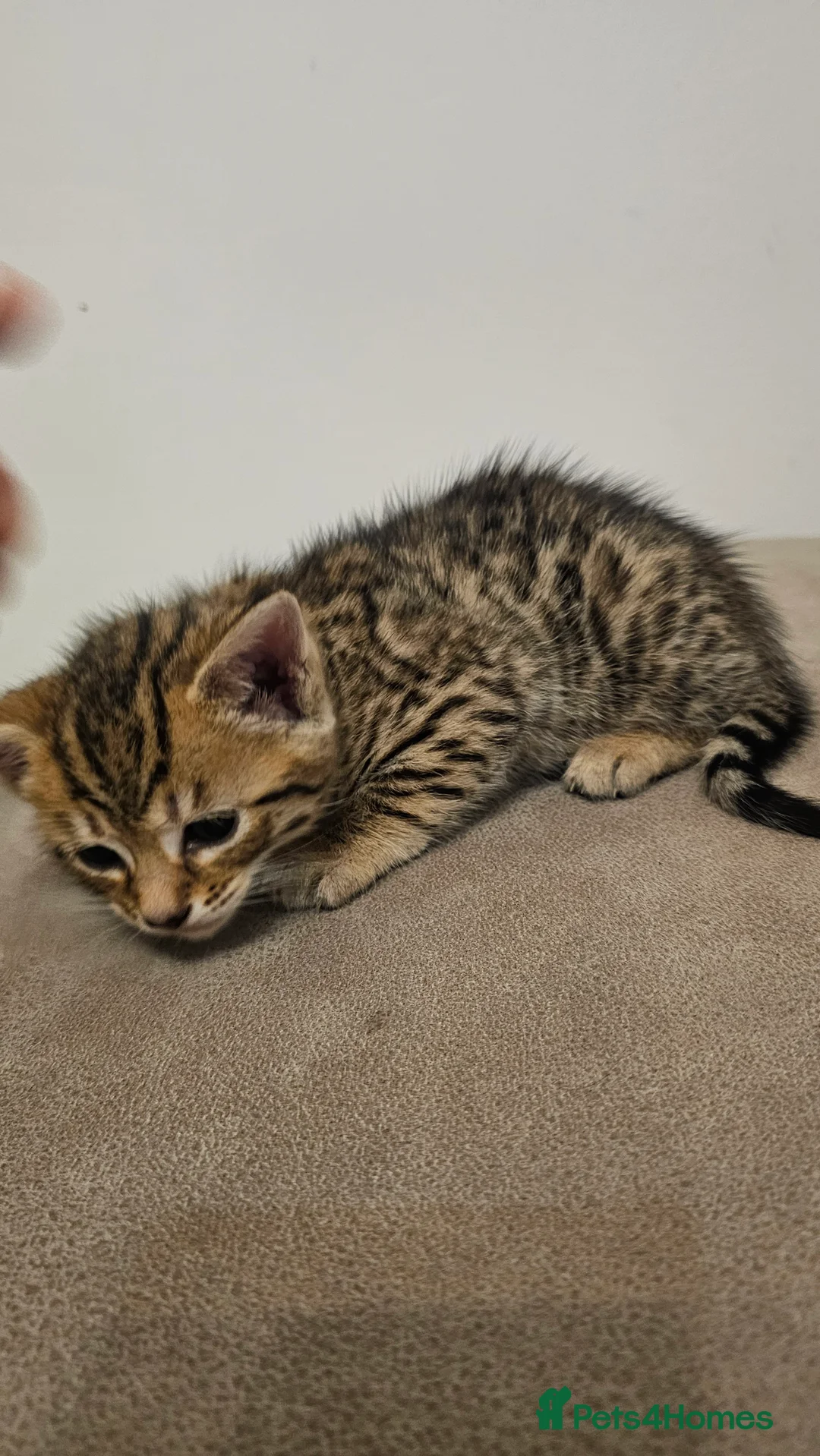 Bengal cats for sale: Bengal kittens - Advert 7