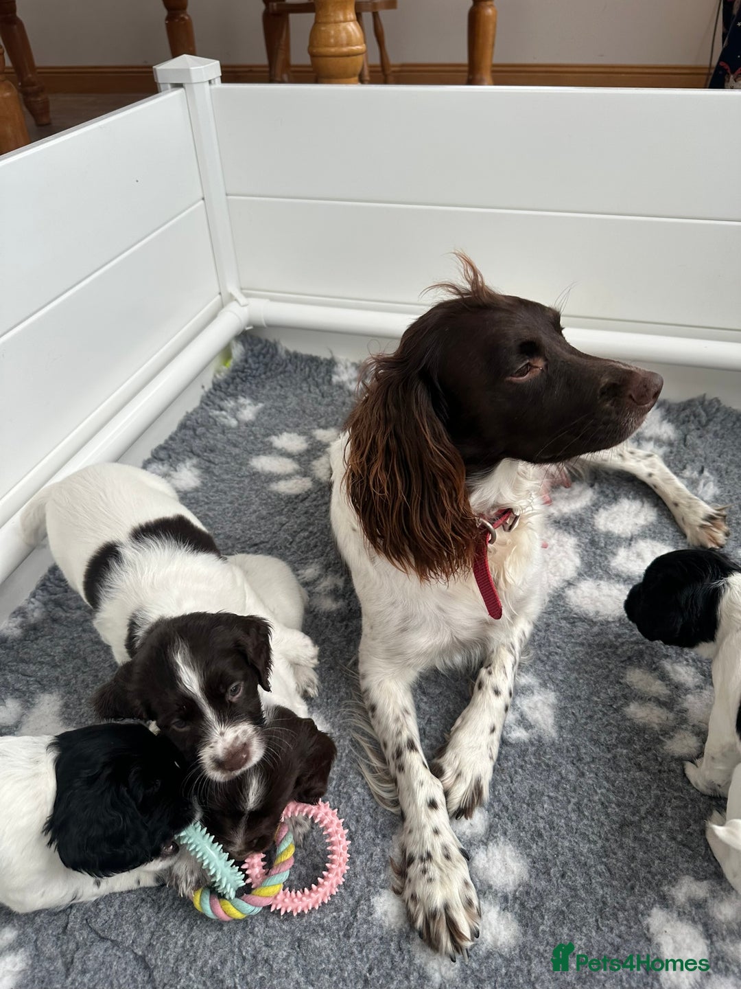 English Springer Spaniel dogs for sale: Gorgeous working English Springer Spaniel Puppies - Advert 26