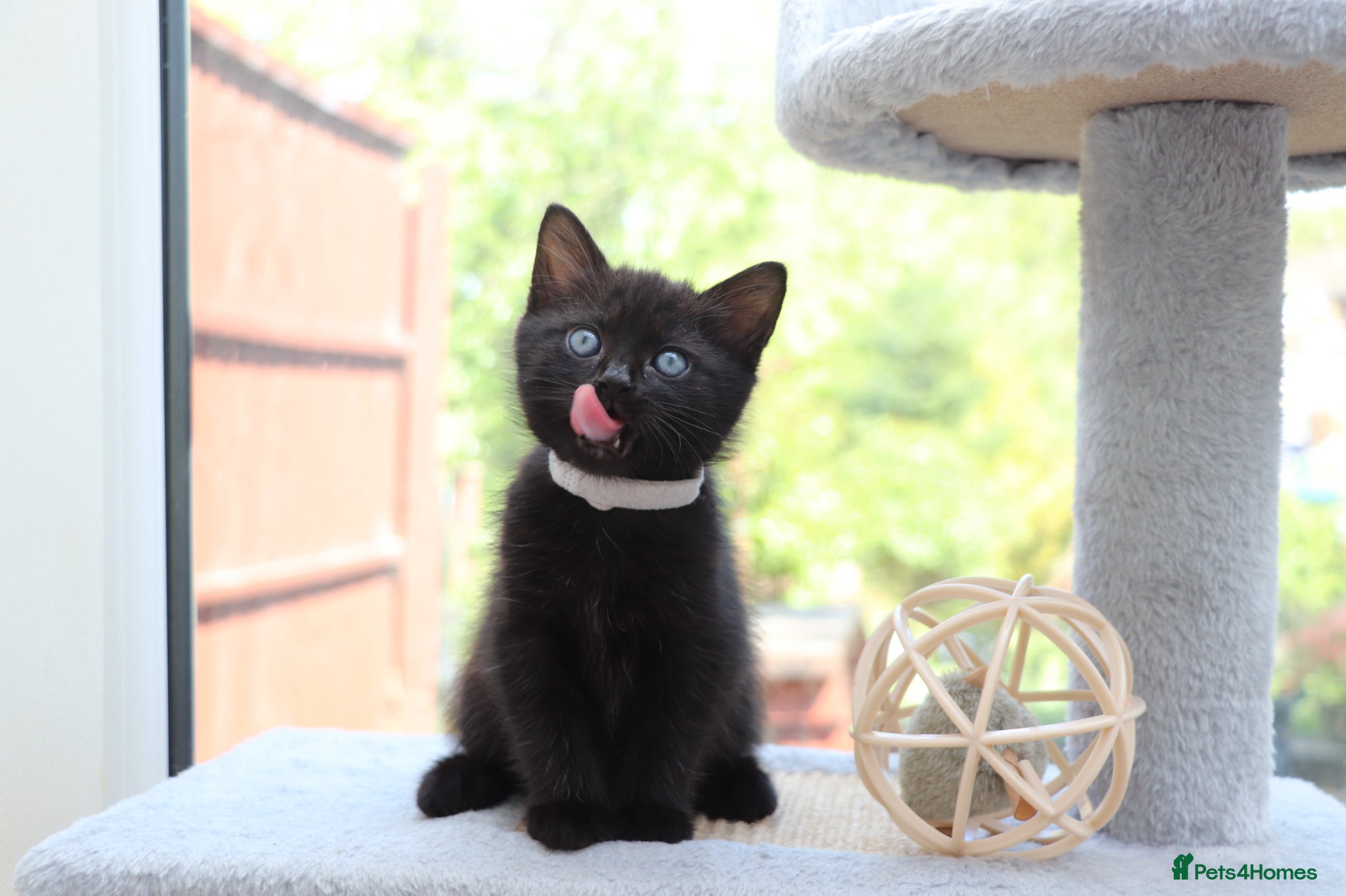 Domestic Shorthair cats Kittens Ready SOON  - Advert 2