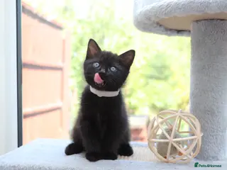 Domestic Shorthair cats Kittens Ready SOON - Advert 1