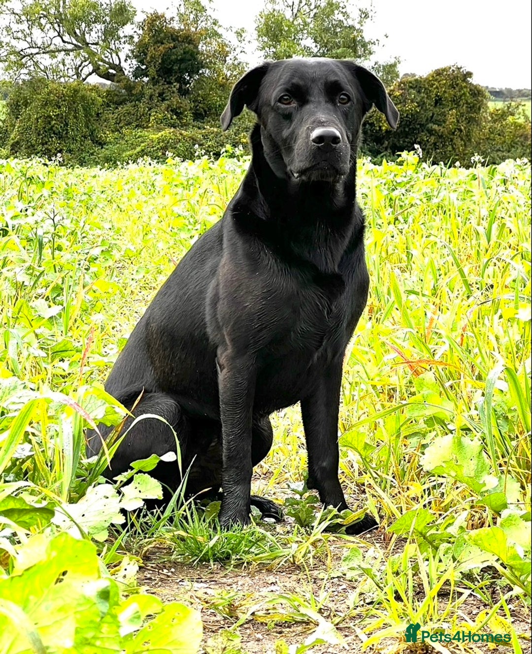 Labrador Retriever dogs for stud: Black Labrador Retriever – At Stud. KC Registered in Salisbury - Image 4