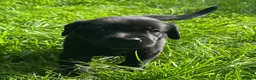 Labrador Retriever dogs for sale: Confident, Clever KC Labrador Puppies - Advert 5
