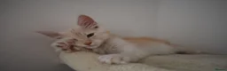 Maine Coon cats for sale:  RARELY LION KING - Advert 8