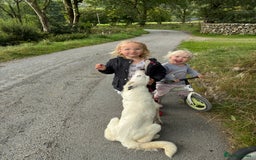 Border Collie dogs for sale: Lovely border collie pups - Image 7