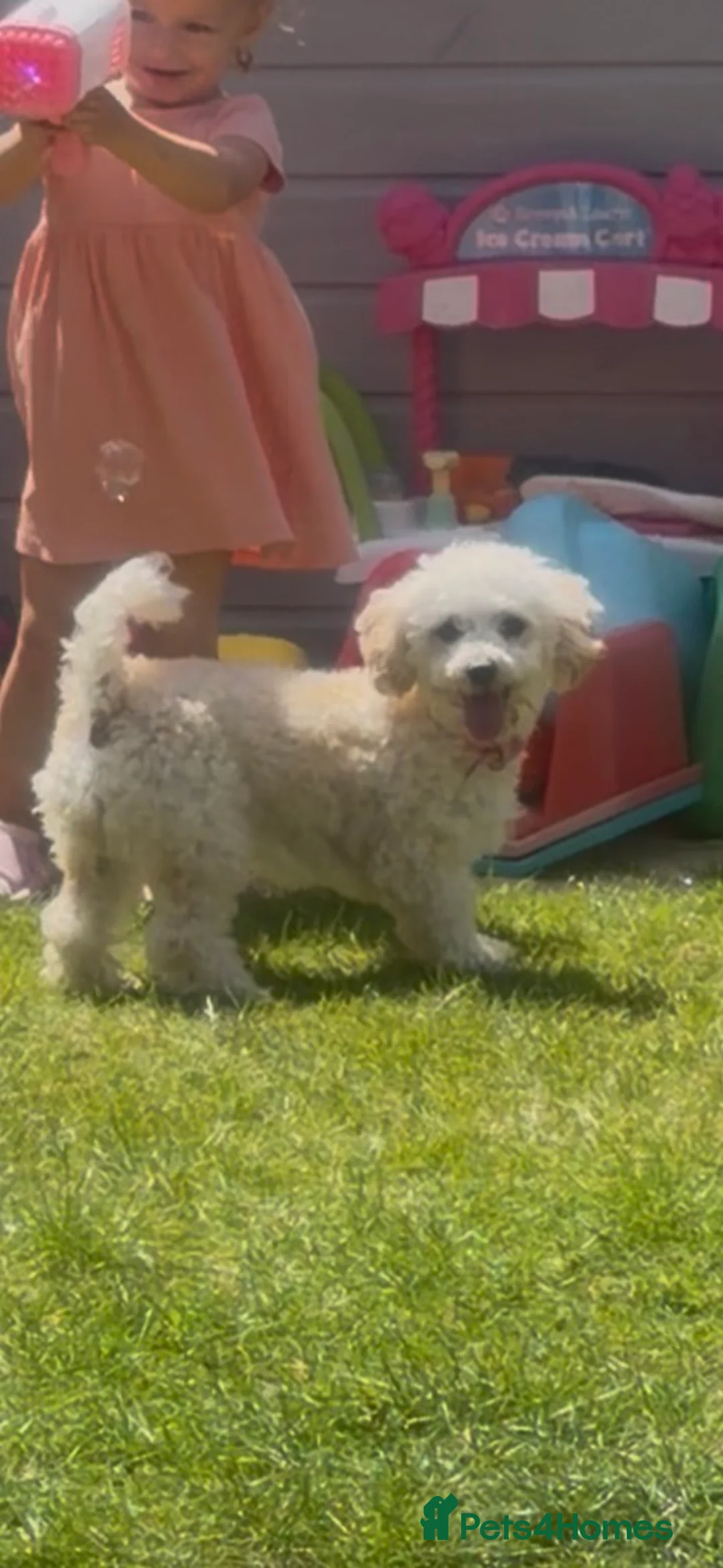 Poochon dogs for sale: Female Poochon  - Advert 2