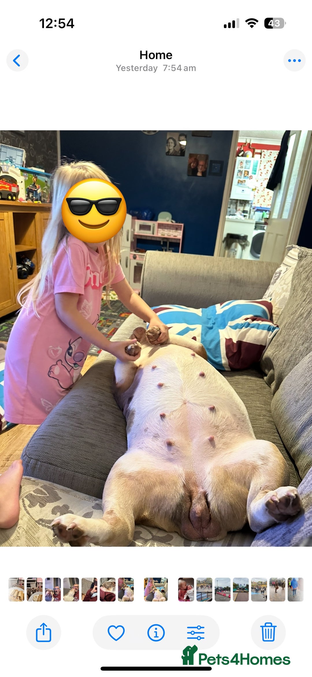 English Bulldog dogs for sale: Bella Baby - Image 7