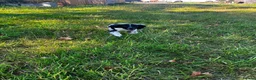 English Springer Spaniel dogs for sale: KC Registered English Springer Spaniel Pups  - Advert 5