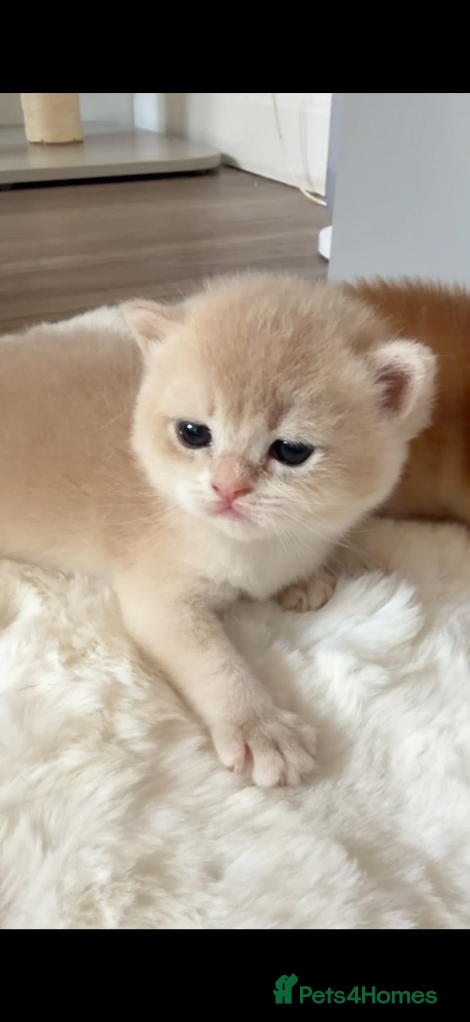 British Shorthair cats BSH Golden kittens Ecx show quality, Tica reg  - Advert 2