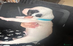 Mixed Breed dogs for sale: American bulldog staffy 🏡 - Image 29