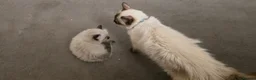 Ragdoll cats for sale: One Female Ragdoll Kitten left - Advert 4