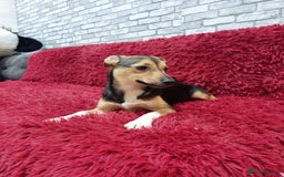 Mixed Breed dogs for adoption: 💖🐶 ADELE 🐶💖 - Image 10