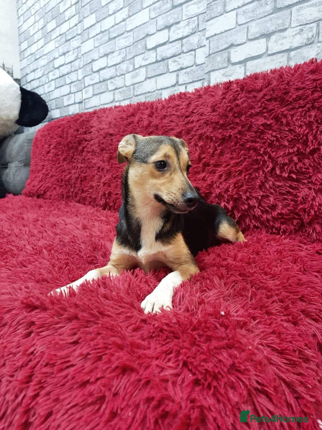 Mixed Breed dogs for adoption: 💖🐶 ADELE 🐶💖 - Image 10