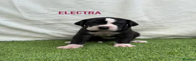 ELECTRA