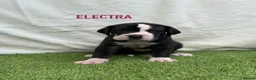 Great Dane dogs for sale: Chunky Great Dane puppies  - Advert 25