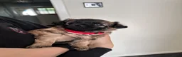 Mixed Breed dogs for sale: Beautiful Chihuahua x  Puppies - Advert 8
