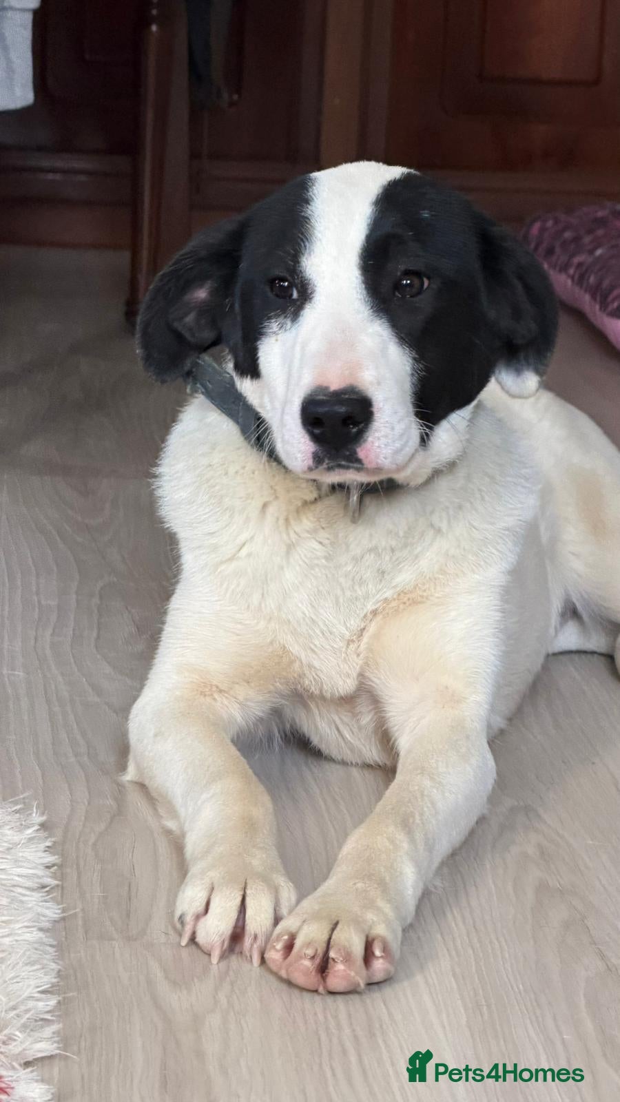 Mixed Breed dogs Mask – 8 Month Old Sweet Rescue Puppy - Advert 1