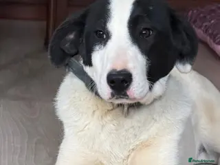 Mixed Breed dogs Mask – 8 Month Old Sweet Rescue Puppy - Advert 1