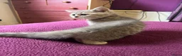 British Shorthair cats for sale: Gccf British Shorthair kittens  - Advert 31